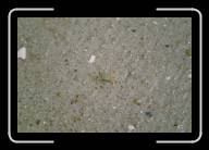 12-006_7 * Ein kleiner Krebs am Strand von Kerrema, Finisterre * 2088 x 1392 * (2.18MB)