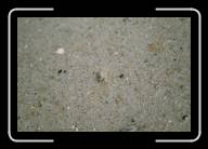 12-014_15 * Ein kleiner Krebs am Strand von Kerrema, Finisterre * 2088 x 1392 * (2.24MB)