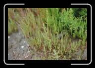 15-011_12 * Salicornes, ein Gras, das in den Salzfeldern wachst, in der Nahe von Gurande, Loire-Atlantique/Pays de la Loire * 2088 x 1392 * (2.01MB)