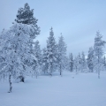  MG 9242 : Saariselkä