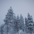  MG 9343 : Saariselkä