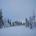  MG 9353 : Saariselkä